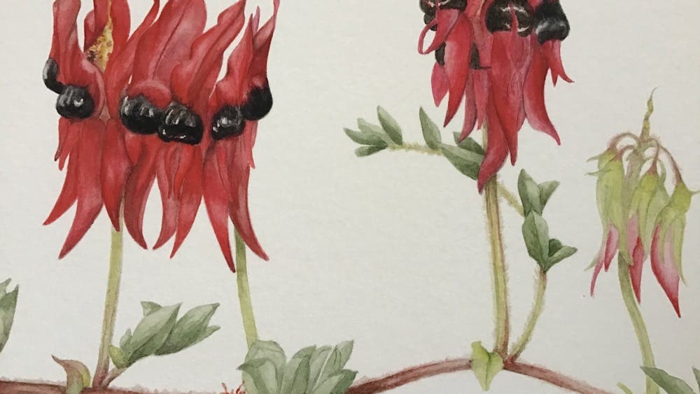 Illustration of Stuart Dessert. Red long petals with black centres on a running stem.