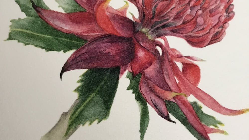 Watercolour painting of a red waratah flower with green leaves on a white background.