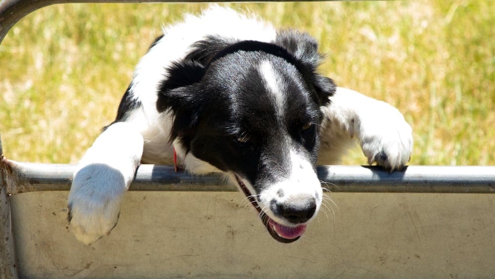 Keen Working Yard Dog