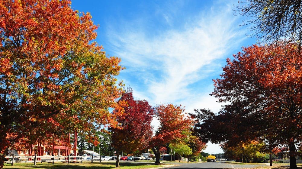 Street image of Ballan lined with trees that have red autumn leaves.