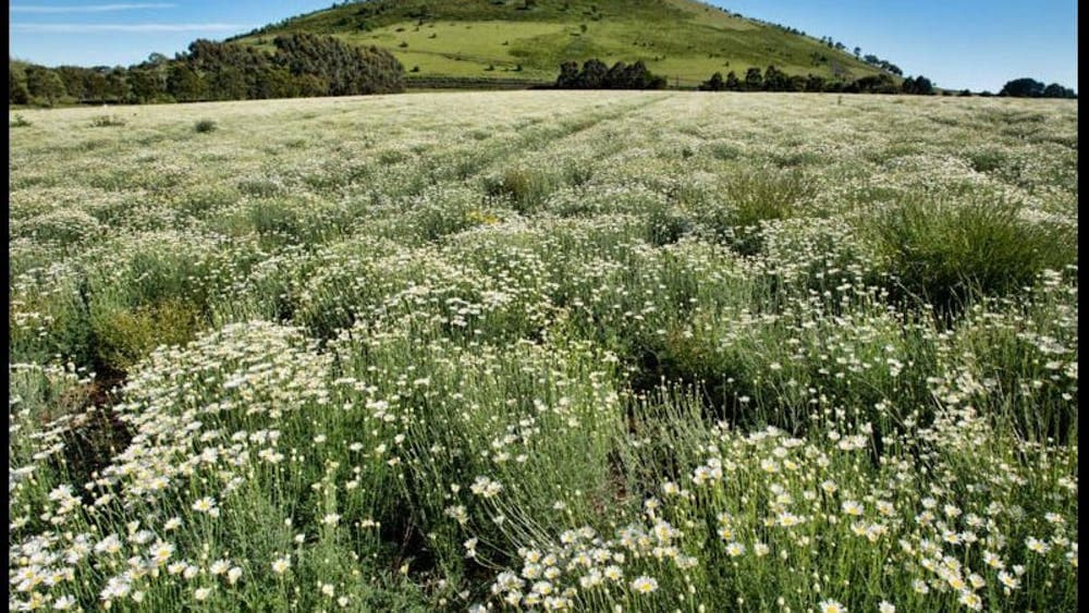 Landscape image of Gordon, Victoria with a field of white flowers and a mountain in the background