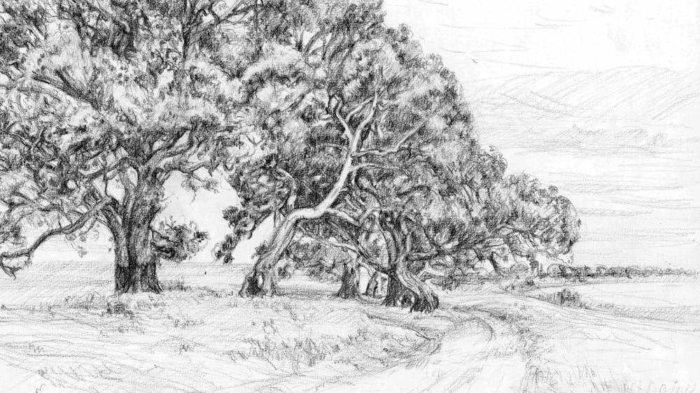 Black and white drawings of red gum trees by the side of a dirt track