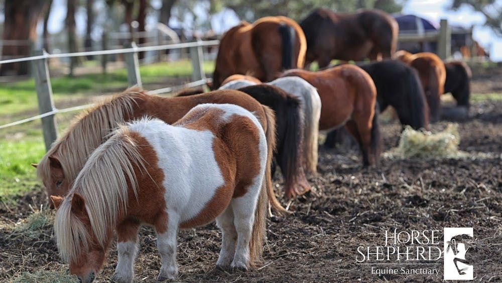 Thumbnail for Horse Shepherd Walking Tours