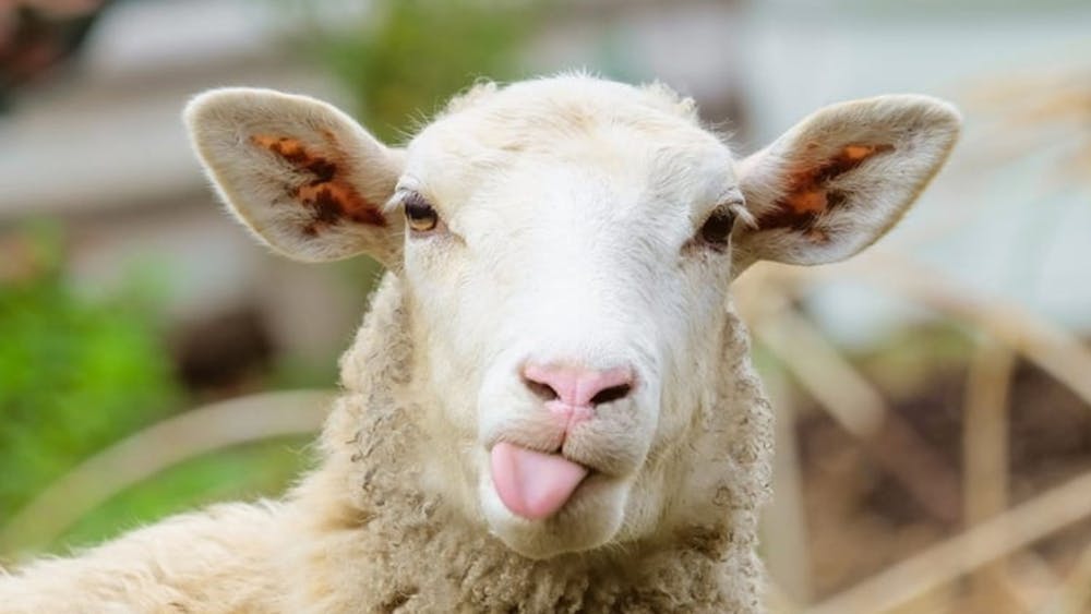 Thumbnail for Groom and Pamper Animal Experience For April School Holidays at Creswick Mill