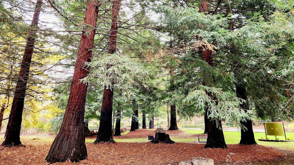 Thumbnail for Guided Forest Therapy Kirks Reservoir Parkland