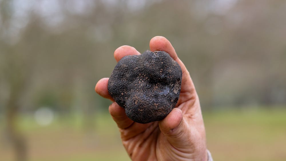 From Earth to Glass: Truffles & Spirits